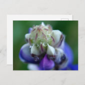 Dew Dappled Lupine Postkarte (Vorne/Hinten)