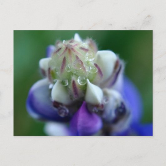 Dew Dappled Lupine Postkarte (Vorderseite)