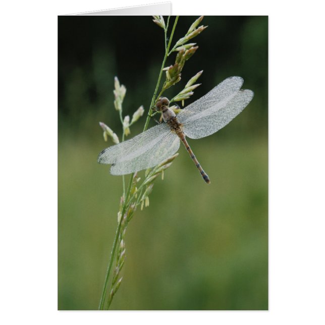 Dew deckte Darner Dragonfly (Vorne)