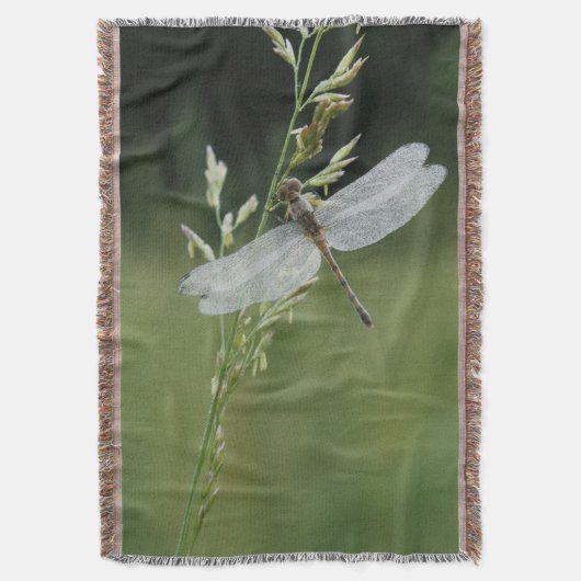 Dew deckte Darner Dragonfly Decke (Vorderseite Vertikal)