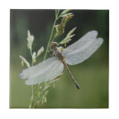 Dew deckte Darner Dragonfly Fliese (Vorderseite)