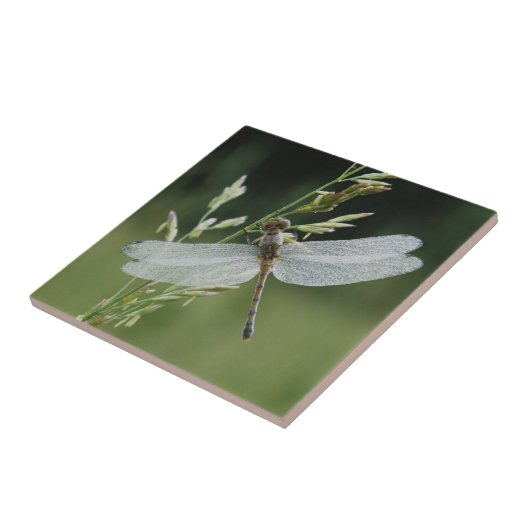 Dew deckte Darner Dragonfly Fliese (Seite)