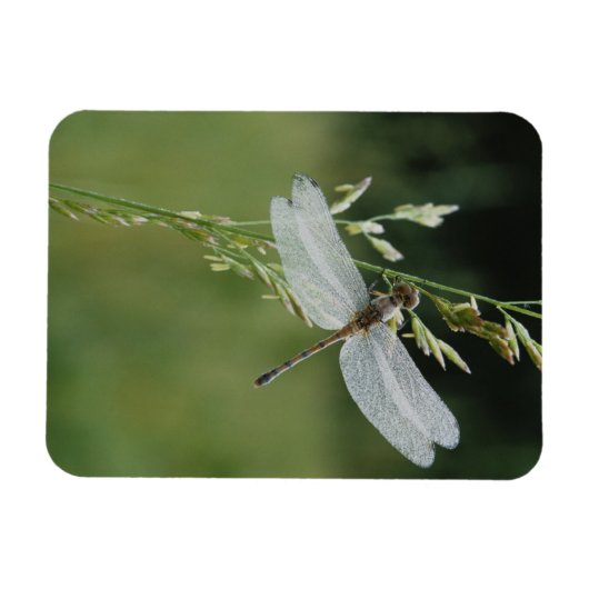 Dew deckte Darner Dragonfly Magnet (Horizontal)