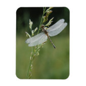 Dew deckte Darner Dragonfly Magnet (Vertikal)