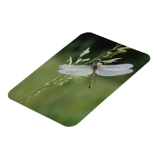 Dew deckte Darner Dragonfly Magnet (Linke Seite)