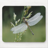 Dew deckte Darner Dragonfly Mousepad (Vorne)