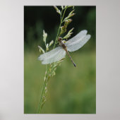 Dew deckte Darner Dragonfly Poster (Vorne)