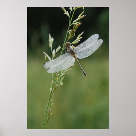 Dew deckte Darner Dragonfly Poster (Vorne)