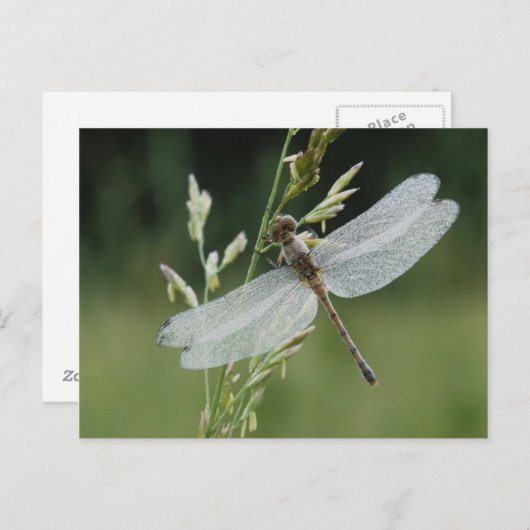 Dew deckte Darner Dragonfly Postkarte (Vorne/Hinten)