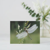 Dew deckte Darner Dragonfly Postkarte (Stehend Vorderseite)