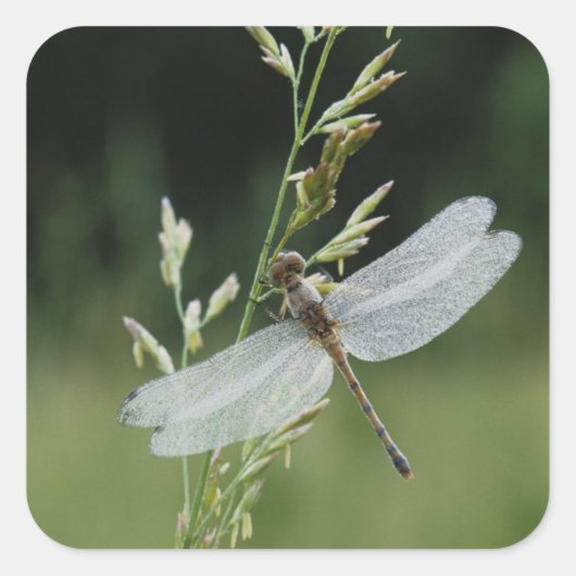 Dew deckte Darner Dragonfly Quadratischer Aufkleber (Vorderseite)