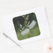 Dew deckte Darner Dragonfly Quadratischer Aufkleber (Umschlag)