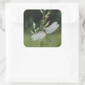Dew deckte Darner Dragonfly Quadratischer Aufkleber (Tasche)