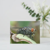 Dew Drop Fly Postcard. Postkarte (Stehend Vorderseite)