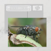 Dew Drop Fly Postcard. Postkarte (Vorne/Hinten)