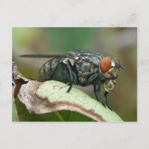 Dew Drop Fly Postcard. Postkarte