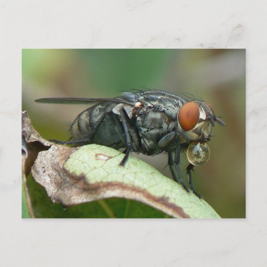 Dew Drop Fly Postcard. Postkarte (Vorderseite)