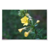 Dew Drop Intimität Fotodruck (Vorne)