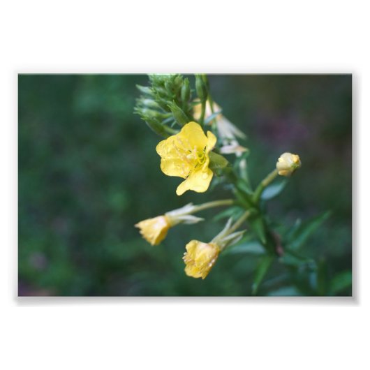 Dew Drop Intimität Fotodruck (Vorne)