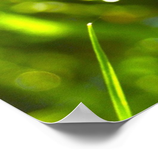 Dew Drop Poster (Ecke)