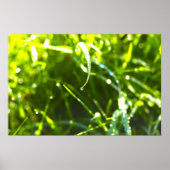 Dew Drop Poster (Vorne)