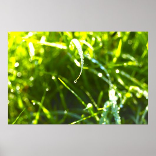 Dew Drop Poster (Vorne)