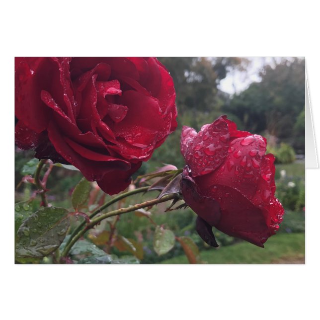 Dew Drop Rose (Vorderseite (Horizontal))