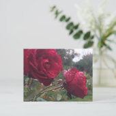Dew Drop Rose Postkarte (Stehend Vorderseite)