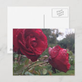 Dew Drop Rose Postkarte (Vorne/Hinten)