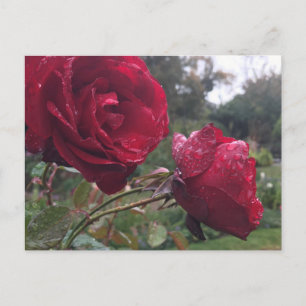 Dew Drop Rose Postkarte