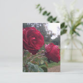 Dew Drop Rose Postkarte (Stehend Vorderseite)