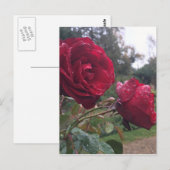 Dew Drop Rose Postkarte (Vorne/Hinten)