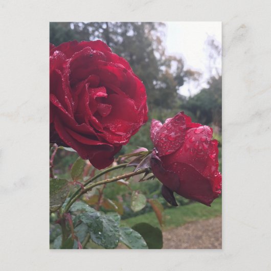 Dew Drop Rose Postkarte (Vorderseite)