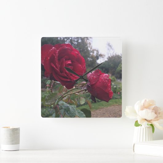 Dew Drop Rose Quadratische Wanduhr (Zuhause)