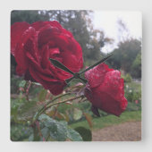 Dew Drop Rose Quadratische Wanduhr (Vorderseite)