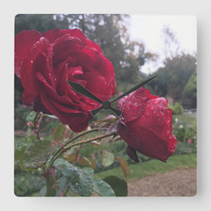 Dew Drop Rose Quadratische Wanduhr