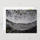 Dew Drop Water Hammock Spider Web Postkarte (Vorne/Hinten)