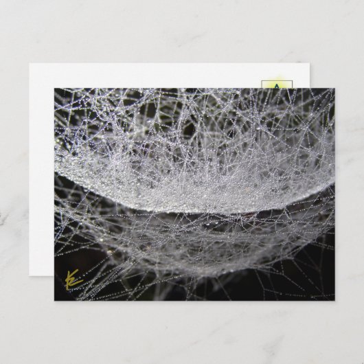 Dew Drop Water Hammock Spider Web Postkarte (Vorne/Hinten)