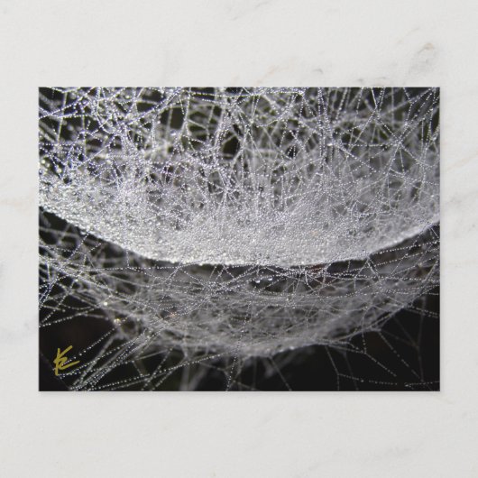 Dew Drop Water Hammock Spider Web Postkarte (Vorderseite)