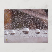 Dew Drop Yin Yang Nature Meditation Postkarte (Vorderseite)
