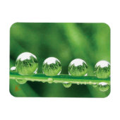 Dew Drops On Green Grass Elegant Nature Magnet (Horizontal)
