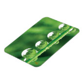 Dew Drops On Green Grass Elegant Nature Magnet (Linke Seite)