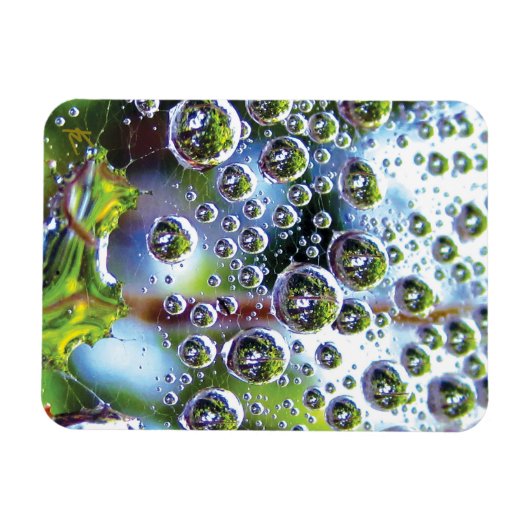 Dew Drops on Spider Web Amazing Nature Magnet (Horizontal)