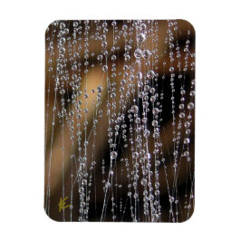 Dew Drops Sparkle on Spider Web Meditation Magnet