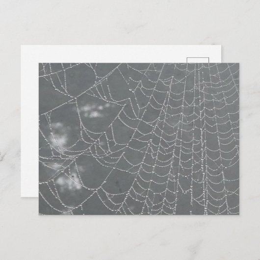 Dew Drops Spider Web DIY Postkarte (Vorne/Hinten)
