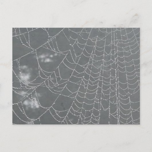 Dew Drops Spider Web DIY Postkarte (Vorderseite)