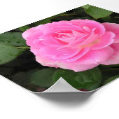 Dew Kissed Rose Poster (Ecke)