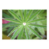 Dewdrop Fotodruck (Vorne)