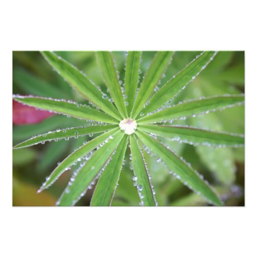 Dewdrop Fotodruck (Vorne)