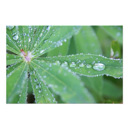 Dewdrop Fotodruck (Vorne)